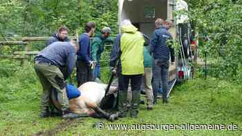 Przewalski-Hengst aus dem Stadtwald in slowakischen Zoo abgegeben