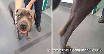 Primrose Hill man handed pets ban over dog kicking video