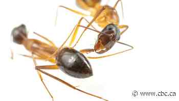 Ants can perform life-saving limb amputations on each other, new research shows