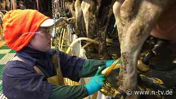 "Da braut sich etwas zusammen": Virologin Eckerle fordert Vogelgrippe-Prävention