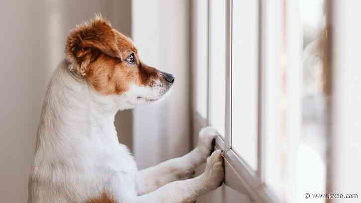 Q&A: Taking care of our fur babies during July 4 celebrations