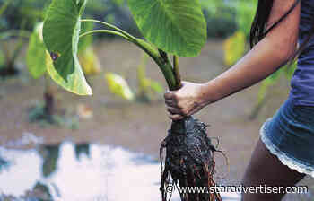 ‘Niche’ industries could help diversify Hawaii’s economy, study finds