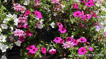 Üppige Blütenpracht mit Hausmitteln: So düngen Sie Ihre Geranien mit Milch
