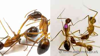 Remarkable video shows ants carrying out amputations on nestmates to save them from infections and death