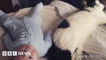 Family's lost cat found after five years