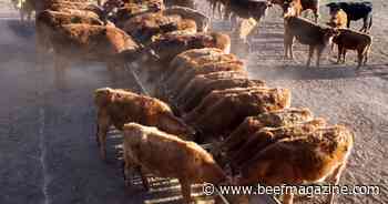 Wild ride in feeder cattle markets