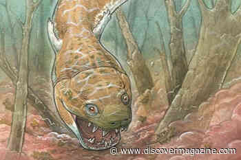 A Prehistoric Giant Salamander With Fangs May Redraw an Evolutionary Picture