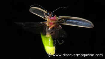 Sensations of Summer Podcast