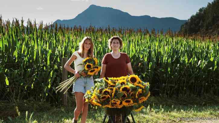 Harrison Sunflower Festival on hiatus this year