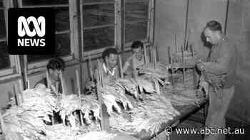 Six months into the WA government's timber industry shutdown, locals in this country town wonder what's next