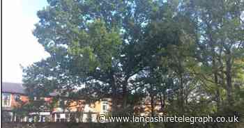 Oak tree in Great Harwood set to get special protection