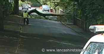 WATCH: Tree in Darwen falls close to cars and cyclist