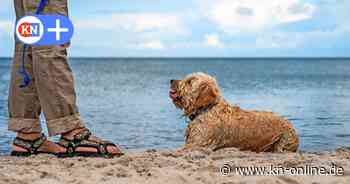 Noer: Lindhöft richtet wieder einen Hundestrand ein