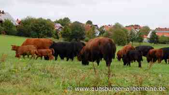 Erweiterung eines Biohofs in Oberwindach bleibt umstritten
