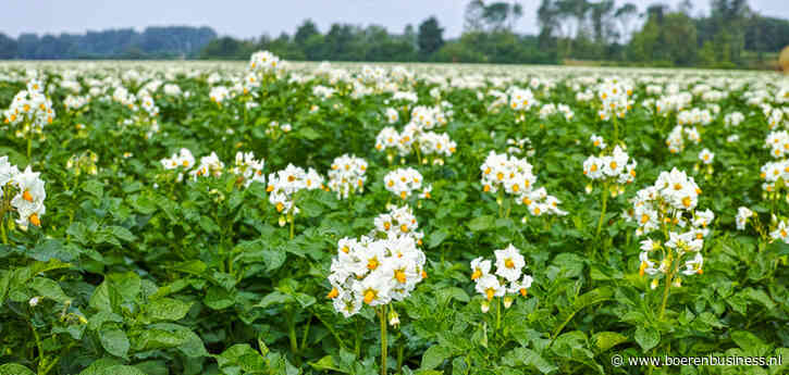 Zelfs Greenpeace valt over prijsvorming aardappelen
