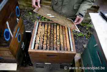 Gemeente legt regel op om aantal bijen te beperken: “Terrassen en auto’s zaten er vol mee”