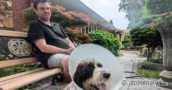 Toronto residents fearful and fed up after dogs attacked by coyotes