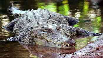 Krokodil-Attacke in Australien: Mädchen (12) von Reptil angegriffen und getötet