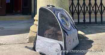 Cat in bag spotted at polling station in Gateshead as North East heads out to vote