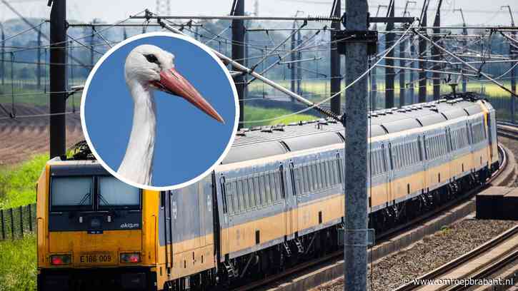 Treinverkeer deels plat door ooievaar die op bovenleiding zit