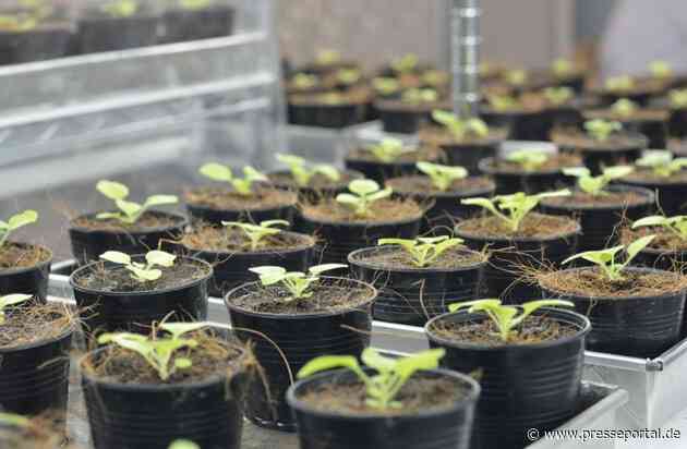 "Grüne Fabriken" - Impfstoffe aus Pflanzen