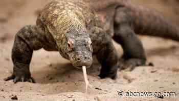 Yes, some animals can have babies without a mate. Here's how