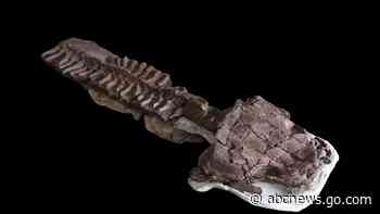 Fossils show huge salamander-like predator with sharp fangs existed before dinosaurs