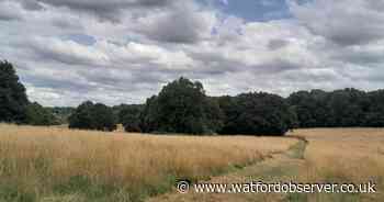 South Oxhey Playing Fields could get 'village green' status