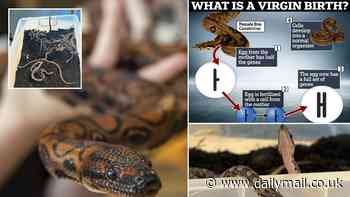 'Virgin' boa constrictor gives birth to 14 babies at a school in Portsmouth after becoming pregnant - without having sex with a male
