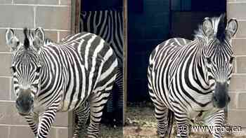 Zebras adjusting to life in Moncton after leaving Saskatoon zoo