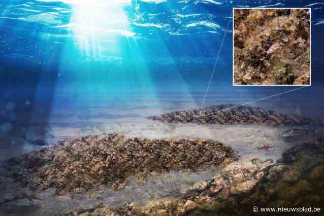 Overheid wil natuurlijke oesterriffen creëren in Noordzee en start pilootproject: “Op termijn moeten ze zichzelf in stand houden”
