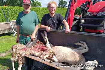 Wolf reißt erneut Schaf in Stemwede