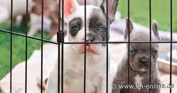 EU und Tierwohl: Hunde und Katzen sollen mit neuem Gesetz geschützt werden