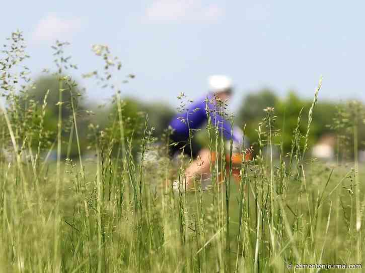 Growing Things: What to do when your lawn goes to seed