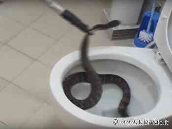 Dalle rane ai serpenti, ecco quali "mostri" possono spuntare in bagno