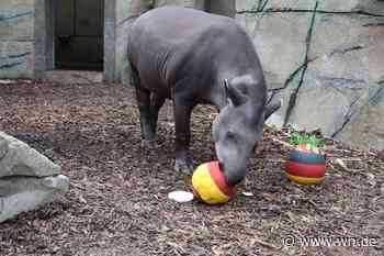 So tippt Tapir Theo das Spiel gegen Spanien