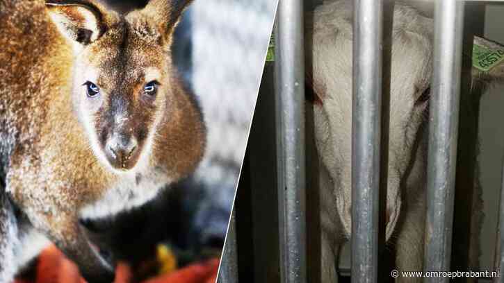Van ooievaar tot kangoeroe: deze dieren legden het treinverkeer plat