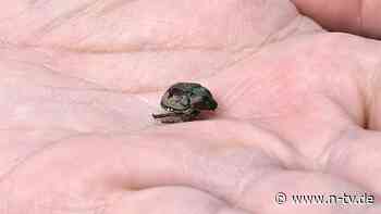 Bevölkerung soll mithelfen: Gefährlicher Japankäfer kommt Süddeutschland sehr nahe