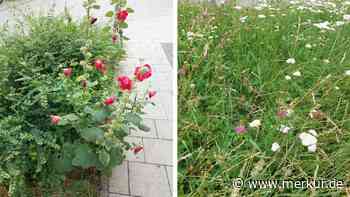 Es dürfte Münchnern schon aufgefallen sein: Stadt erblüht in diesem Sommer – Grund ist nicht nur der viele Regen