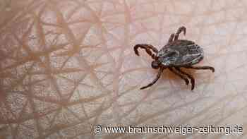 Gifhorner Zecken gefährlicher – und es fehlt das Medikament