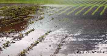Crop development falls behind normal due to cooler, wet conditions: Sask. Crop Report