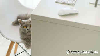 Neue Studie erklärt, warum Katzen Möbel zerkratzen – und was Halter dagegen tun können