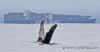 And the Winner Is … the Slowest!