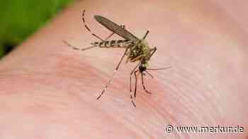 Garten ohne Mücken: Diese Wirkstoffe halten die Plagegeister fern