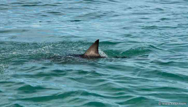 U.S. Coast Guard warns of 'multiple' shark attacks, sightings at South Padre Island