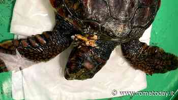 Tartalazio e la Guardia Costiera salvano una tartaruga ferita e un nido pronto alla schiusa