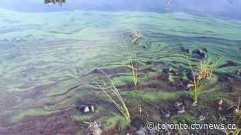 Hamilton health unit warns of blue-green algae at beach near downtown