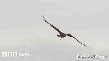 Footage reveals 'miracle eagle chick' in flight