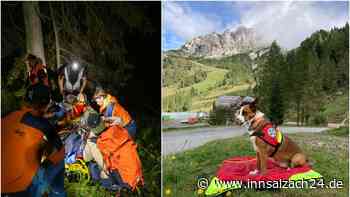 Helden-Hündin Amy findet bewusstlose Radfahrerin mitten in der Nacht in den Salzburger Bergen