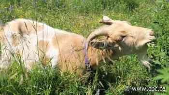 This weed buster is the G.O.A.T.